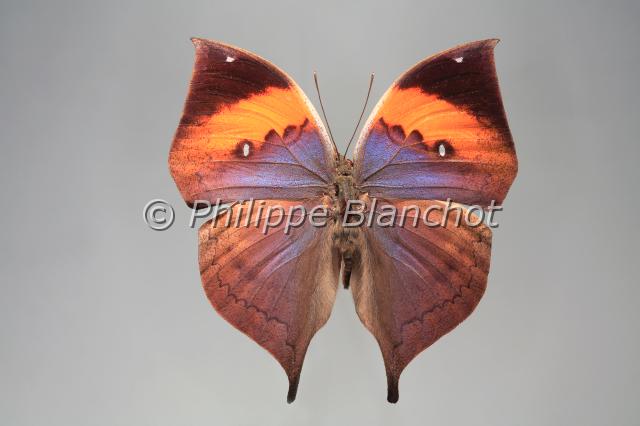 kallima inachus.JPG - Kallima inachusDead Leaf ButterflyLepidoptera, NymphalidaeInde